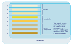 Urine chart